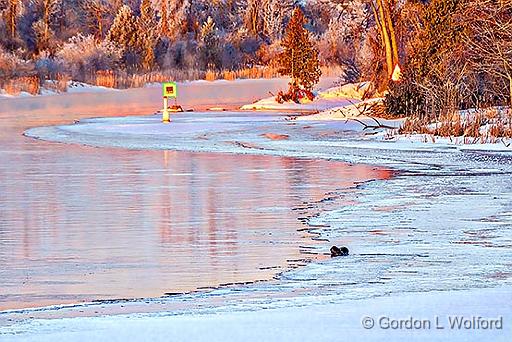 Otter On Ice At Sunrise_P1020772.4.jpg - Photographed along the Rideau Canal Waterway at Smiths Falls, Ontario, Canada.